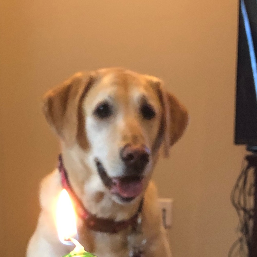 Meet your Posher, Kelly